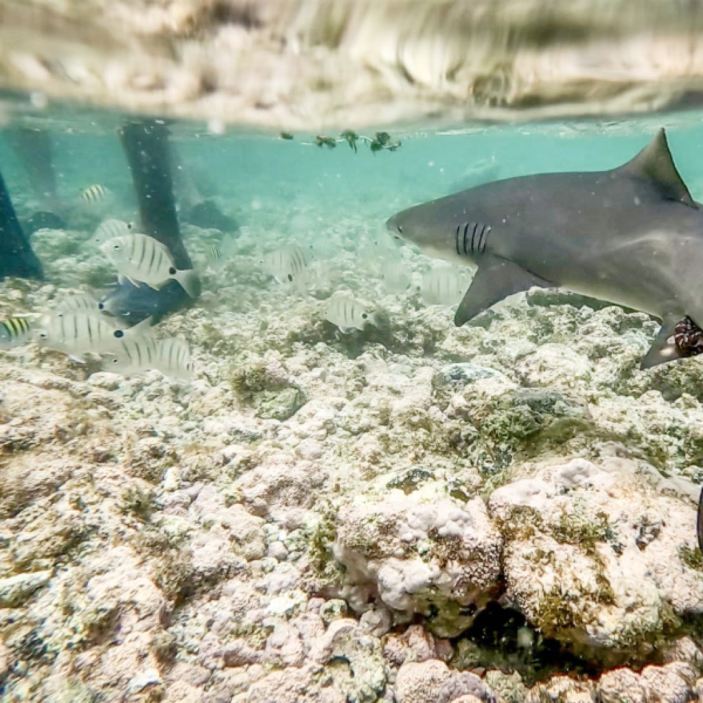 atracoes_nauticas_ilha_do_sal_cabo_verde