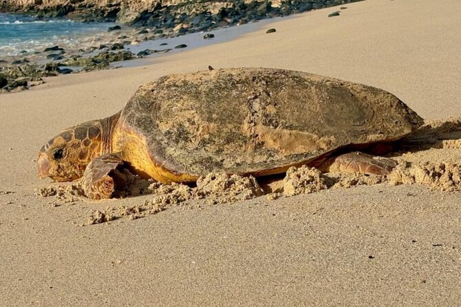000 – Boa Vista Turtle Watching Tour | See Loggerhead Turtles Nest in Cape Verde